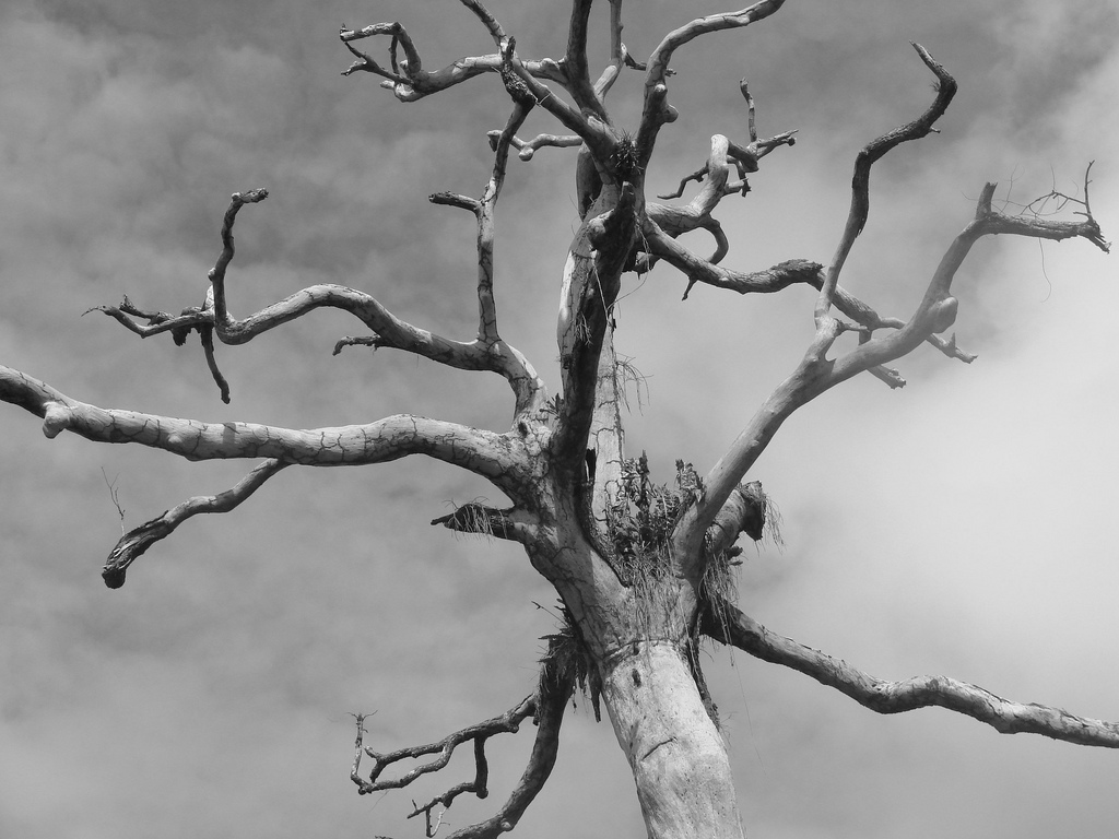 Earth provides enough to satisfy every man's needs, but not every man's greed. - Mahatma Gandhi